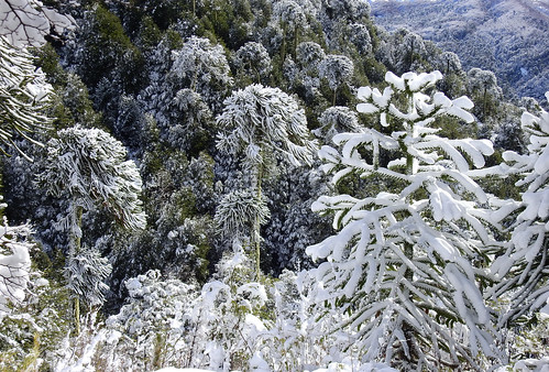 Bosque nevado en Chinay