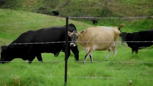 River Cottage Australia