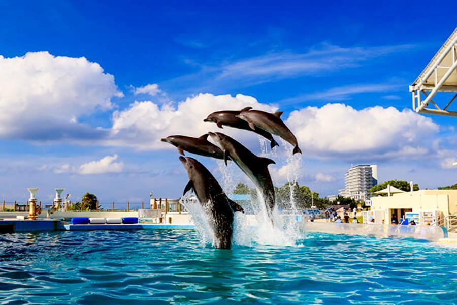 
                                                                                                        【悠遊沖繩】海洋博水族館、古宇利嘟嘟車、瀨長島4日
                                                                                                        