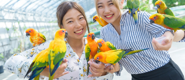 名名真好玩6天》招財貓大道、掛川花鳥園