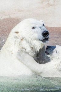 Polar bear at Ranua Zoo