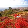 Lloguer de cotxes barat a Funchal