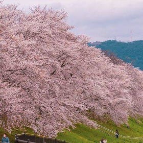 櫻花季限定丨佐保川&奈良公園&宇治&背割堤賞櫻花一日遊
▶點擊預約
圖片提供：Klook