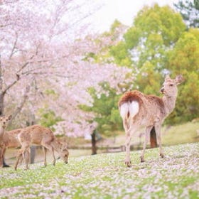 奈良公園＆東大寺＆宇治＆源氏の湯一日遊
▶點擊預約
圖片提供：Klook