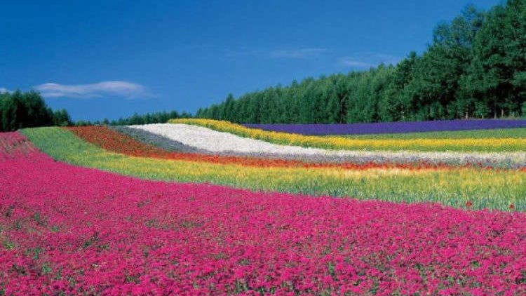 Top 9 Gorgeous Hokkaido Flowers Spots (Best Between June and August)