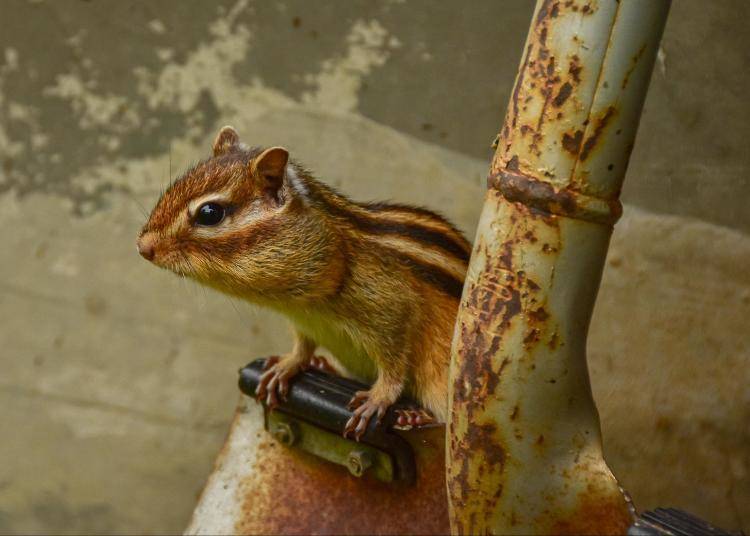 花栗鼠Chipmunk