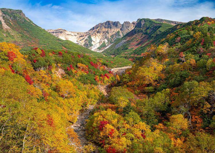 大雪山國立公園的秋葉