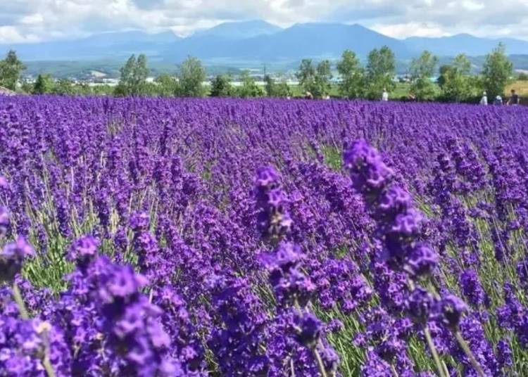 ▲富良野地區7月的薰衣草田景色