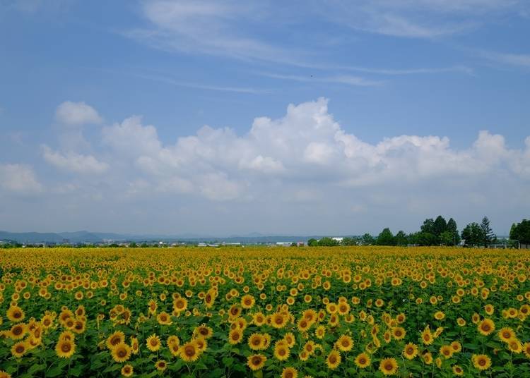 ２．壯觀的向日葵市花～小野市向日葵之丘公園