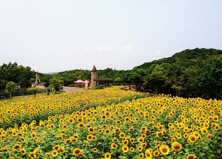 ３．向日葵活動超豐富～淡路農場公園 英格蘭山丘