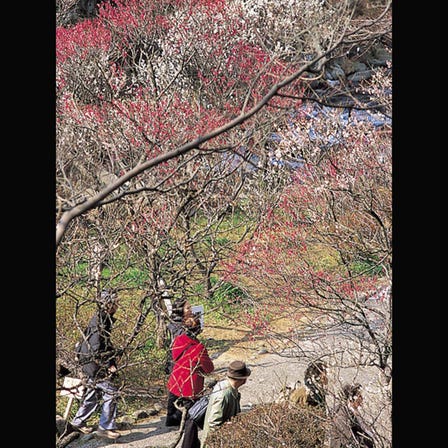 Atami Plum Garden