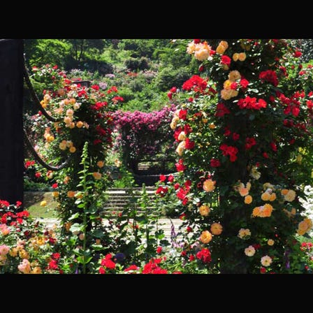 ACAO Herb & Rose Garden