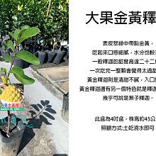 心栽花坊-大果黃金釋迦/黃金釋迦/4吋盆/釋迦品種/水果苗/嫁接苗/售價400特價350