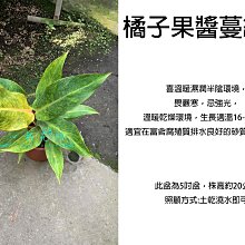 心栽花坊-橘子果醬蔓綠絨/限量/果醬蔓綠絨/5吋/綠化植物/室內植物/觀葉植物/售價280特價250