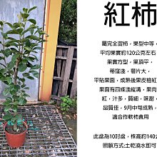 心栽花坊-紅柿/四周柿/柿子/10吋盆/嫁接苗/水果苗/售價1200特價1000
