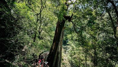 重返林業現場，從台中大雪山森林到東勢林業文化園區，走讀山林生態樂園 - 微笑台灣編輯室 - 微笑台灣 - 用深度旅遊體驗鄉鎮魅力