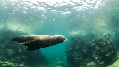 2024夏天在全天然世界水族館與鯊魚和海獅浮潛！全球最大水下藍洞、粉紅沙灘絕美海景勝地收口袋！