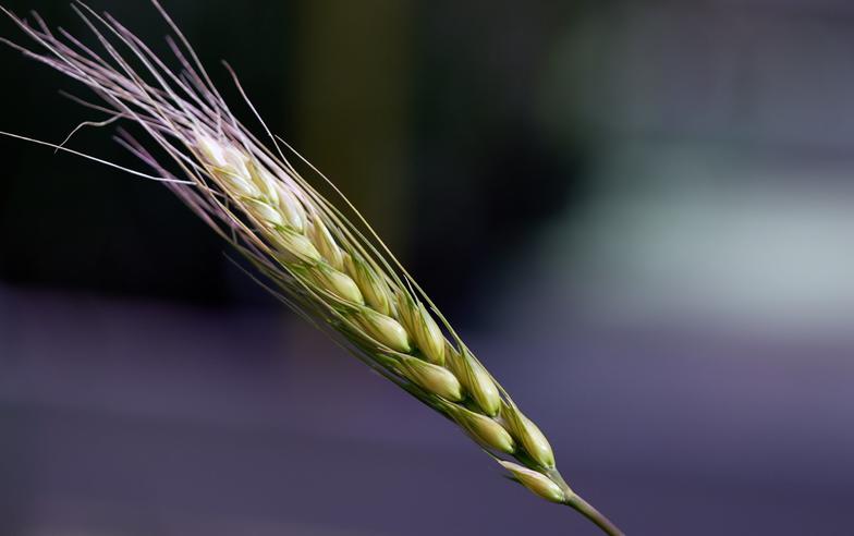 氣候變化：數百年前的小麥品種能幫助解決世界糧食供應問題嗎？