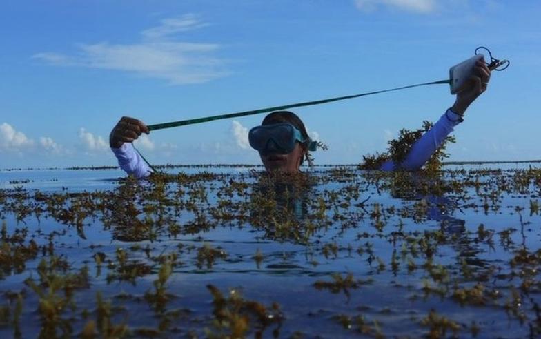 氣候變化：用大規模海藻養殖捕獲大氣中的二氧化碳