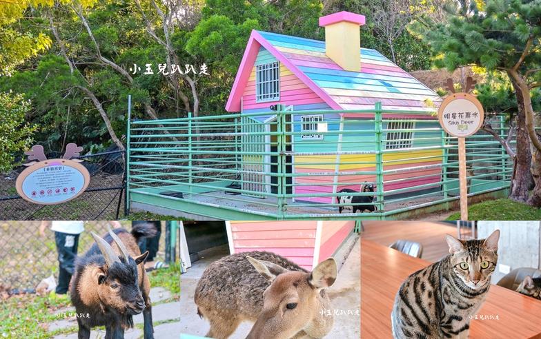 新竹親子寵物餐廳｜貓咪、巨型貴賓狗、梅花鹿、羊、柯爾鴨