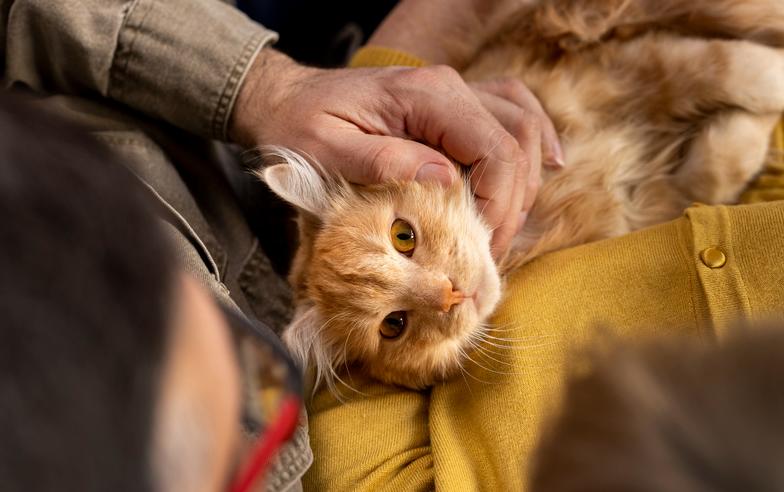 嚕貓族「超車」狗派！獸醫師提醒品種貓常見疾病與預防