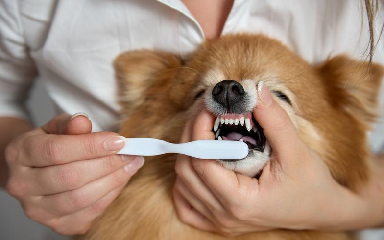 小心犬貓也有牙周病 建議天天刷牙保健