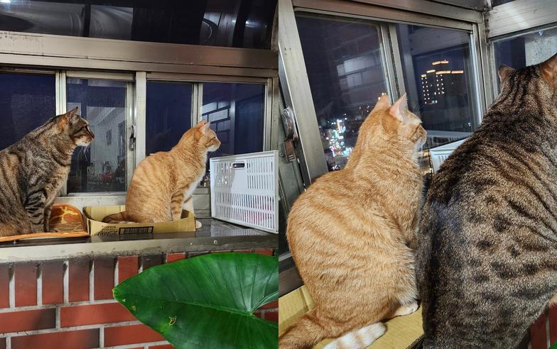 兩貓愛吵架「為一事」休戰排排站 網笑：VIP級的觀察室