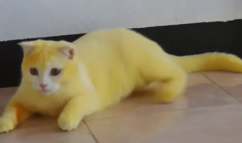 ▲白色貓咪卡邦（Kapuang）全身被染黃。（圖／取自臉書＠mycatYellow）