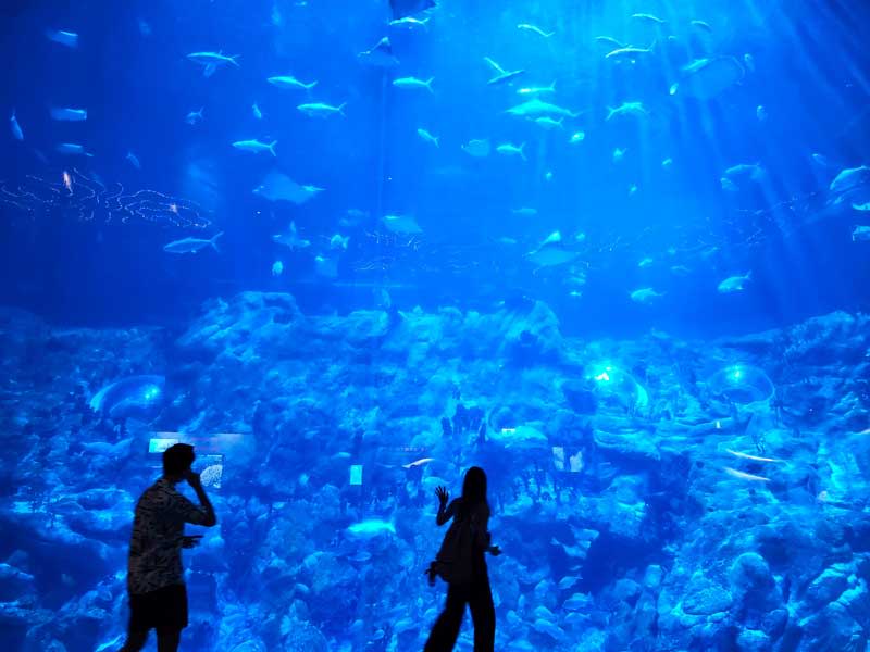 香港海洋公園內的海洋奇觀，擁有超過400個品種5,000條珍貴海洋生物。（ 香港海洋公園提供）