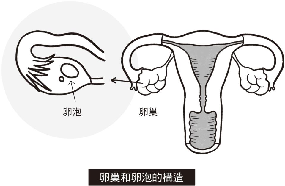 凍卵似乎已成為許多現代女性的選擇，因為社會生活的日益豐富造成女生的結婚年齡越來越大，女生的平均懷孕年齡也跟著提高，進而產生許多女性想懷孕卻不容易成功，這也是大家開始考慮冷凍卵子的原因。但是許多人對於凍卵還是有非常多疑問，這篇就由韓國婦產科醫生-柳知沅來替大家解答～