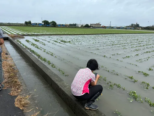 凯米肆虐！彰化5成农田泡水损失逾3亿元　县府争取现金救助