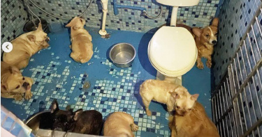 平鎮去年發現一處民宅繁殖場，狗兒們被迫生活於髒亂環境，在屎尿中苟延殘喘。（圖／翻攝畫面）