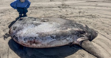 美國俄勒岡州一條巨型翻車魚被沖上海灘。（圖／達志／美聯社）