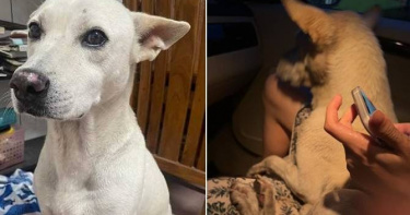彰化一名女飼主懸賞30萬找尋走失的米克斯愛犬。（圖／翻攝自米克斯傳奇臉書）
