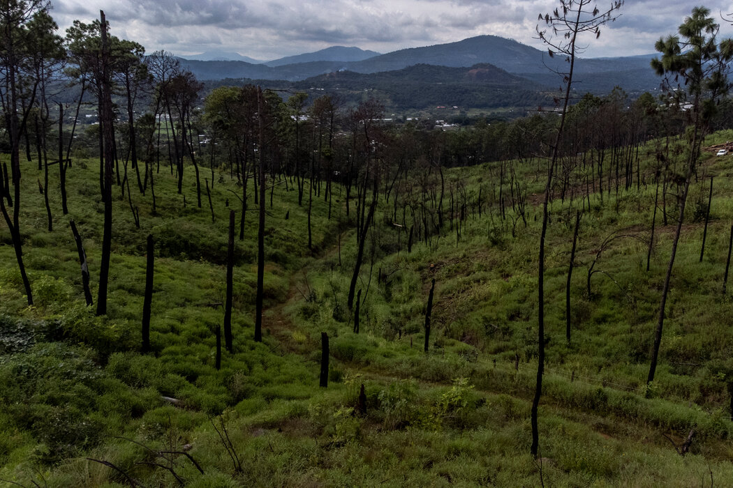 在森林大火中被烧毁的树木。它们很可能不得不被砍掉。