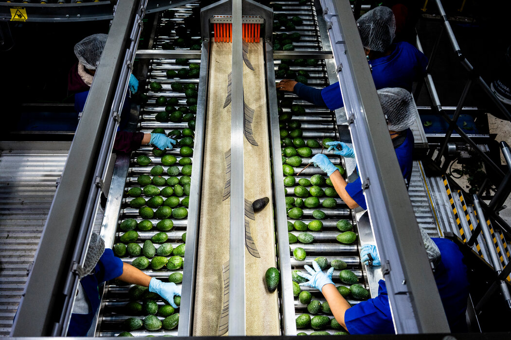 位于乌鲁阿潘的Aztecavo加工厂正在处理牛油果。自墨西哥开始向美国出口牛油果以来，对这种水果的需求一直在猛增。