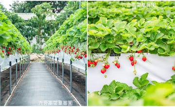 苗栗大湖｜六合高架牛奶草莓農場：喝牛奶長大的牛奶草莓，毛孩也能來的寵物友善草莓園！