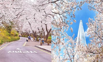 韓國｜2024 首爾櫻花季：花期預測、7大賞櫻景點大公開，最佳賞櫻時機別錯過！
