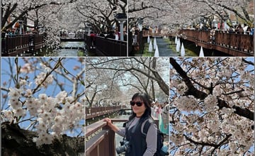 韓國釜山｜余佐川櫻花步道：季節限定鎮海櫻花季，朝聖1.5K櫻花道、韓劇羅曼史橋