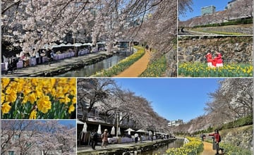 韓國蔚山｜無去川櫻花散步道：小橋流水、藍天白雲與粉嫩櫻花相襯！還有質感市集必逛