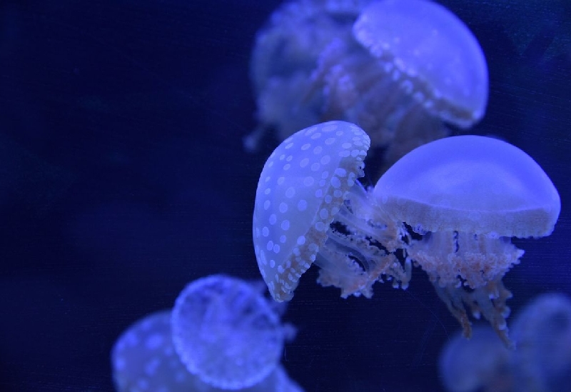 竹島水族館