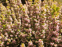 Erica hispidula