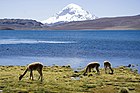 Lauca National Park, Putre