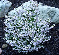 Erica capensis