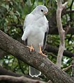 English: Grey Goshawk Accipiter novaehollandiae (cat.)