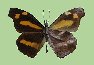 Museum specimen