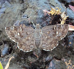 Dorsal view