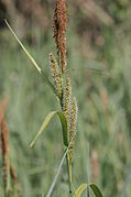 Carex riparia