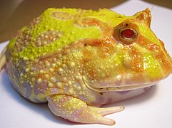 Ceratophrys ornata (ornate horned frog)