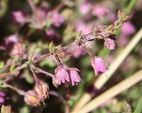 Erica planifolia